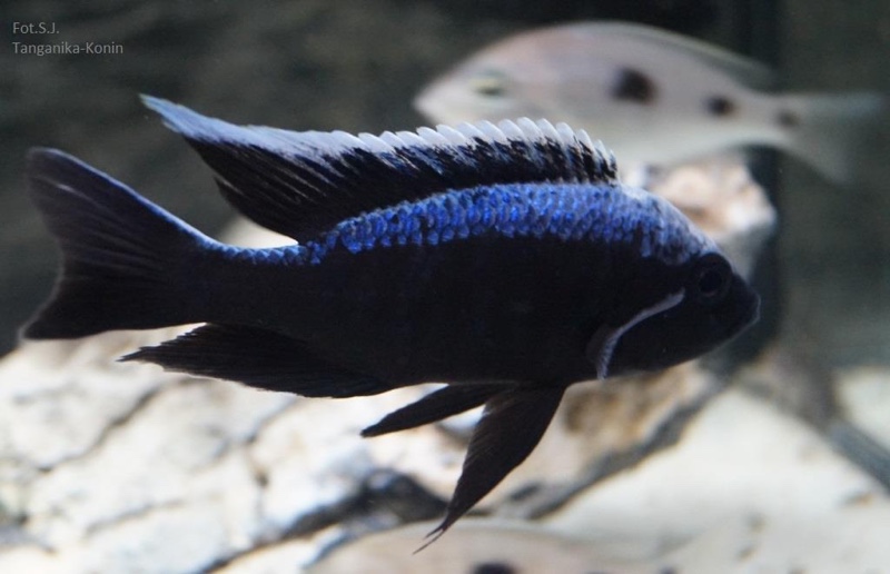 Copadichromis trewavasae 'Chizumulu Island'